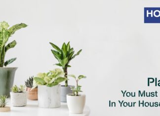 9 Plants You Must Keep In Your Household honer homes, honer signatis, honer apartments, honer aquantis, honer kukatpally