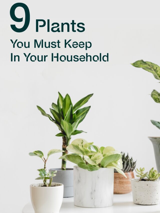 9 Plants You Must Keep In Your Household